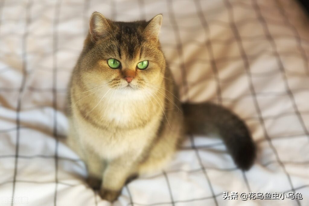 有哪些宠物好养又干净_好养又干净的宠物大全