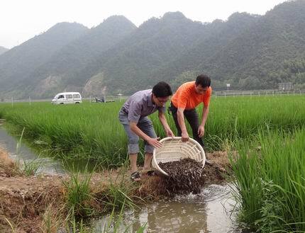 泥鳅养殖赚钱吗(泥鳅养殖业利润怎么样)