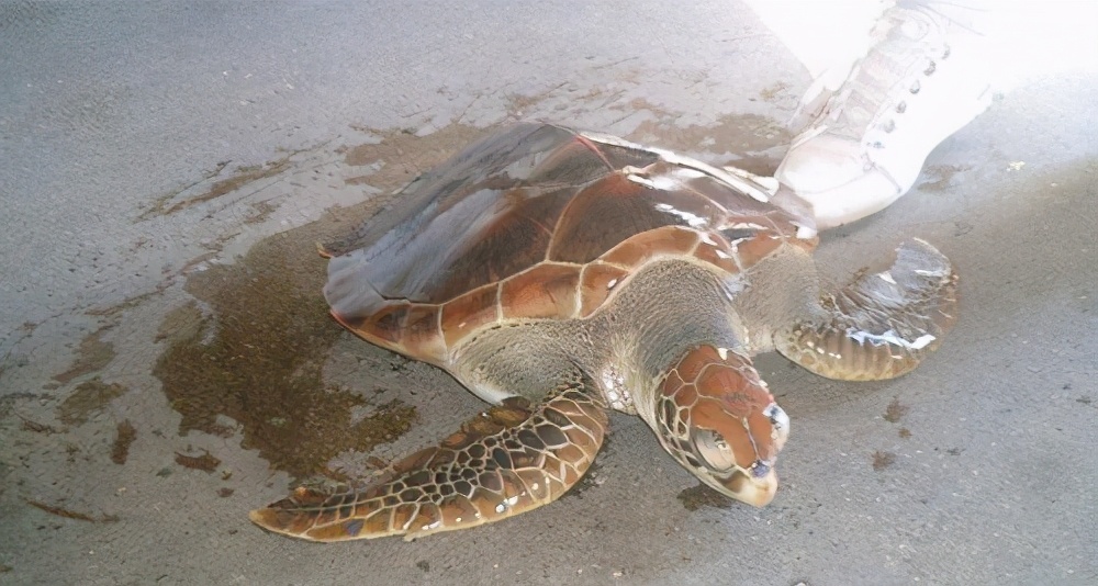 体型最大的海龟是什么龟_体型最大的海龟特征