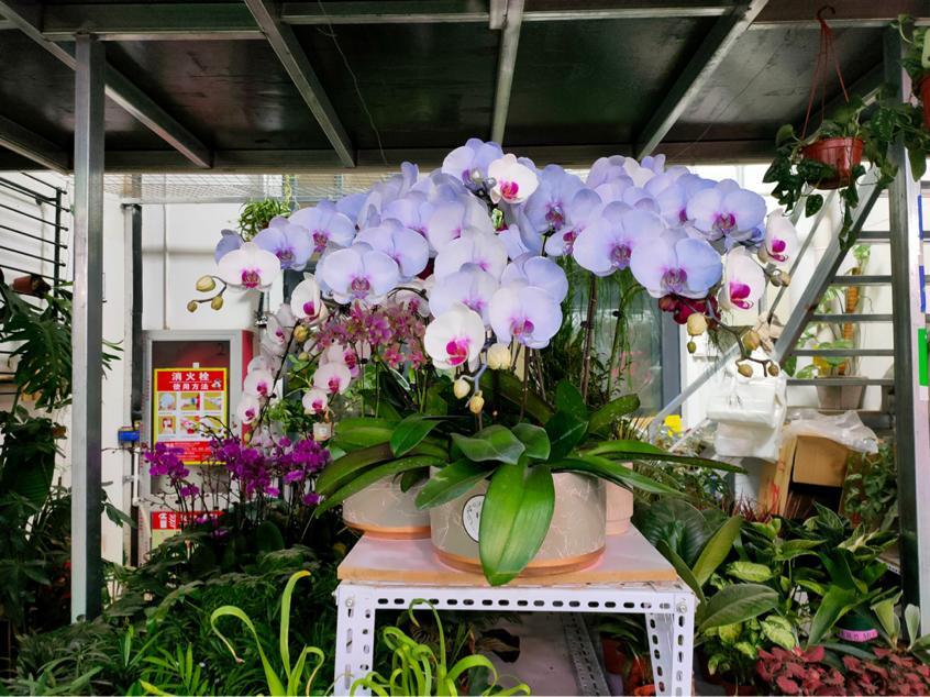 北京批发花卉哪里便宜(北京最大最便宜的花卉批发市场)