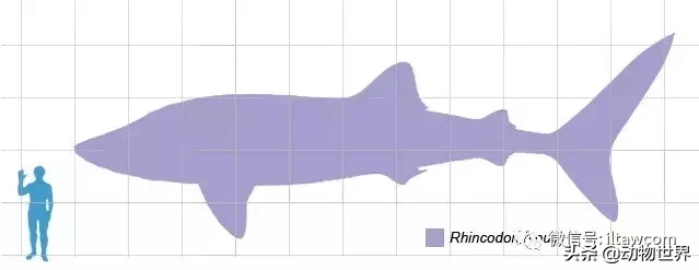 世界上最大的鱼类是什么 _世界上最大的鱼类介绍
