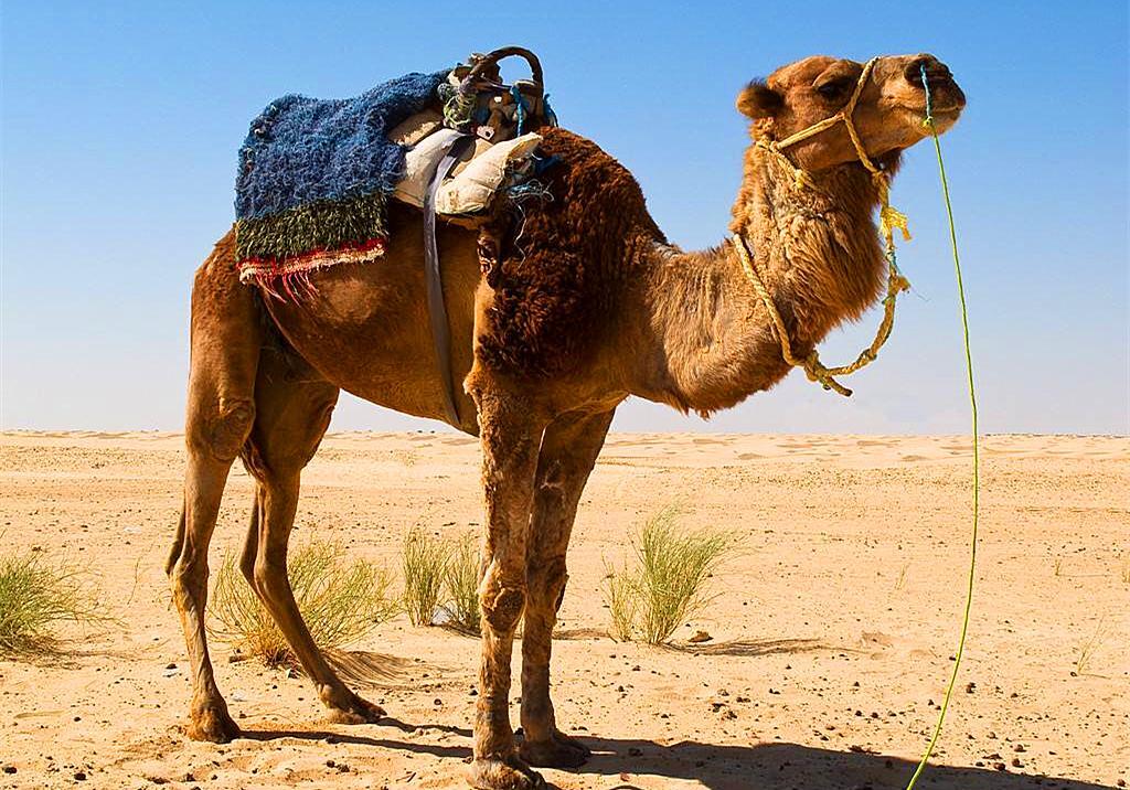 骆驼驼峰里储存的是什么_一文解答