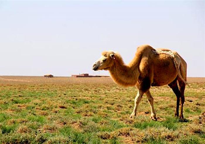 骆驼的驼峰是储存什么的_骆驼驼峰的作用