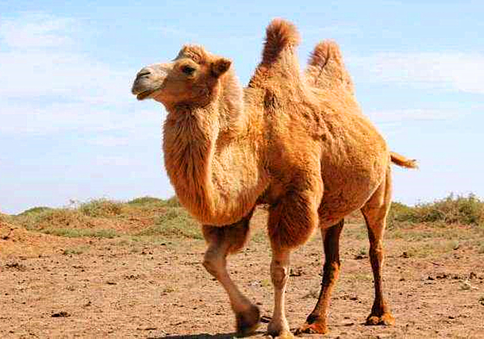 骆驼驼峰里储存的是什么_一文解答