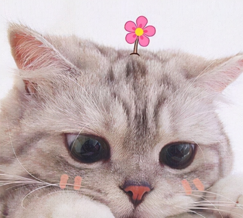 关于猫咪精神上治愈你的文案(关于猫的文案一句话)