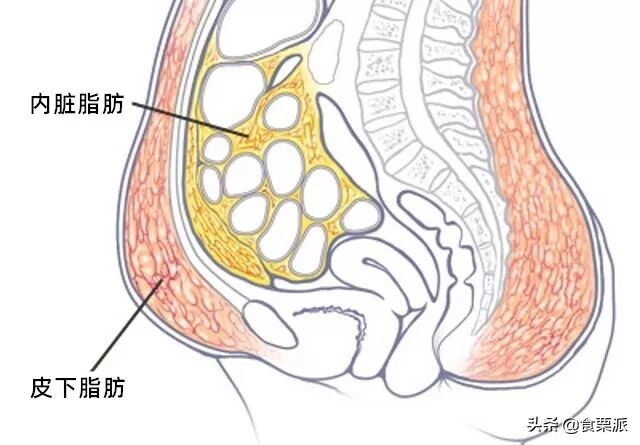 女生腰围67算细腰吗(女生腰围67算不算粗)