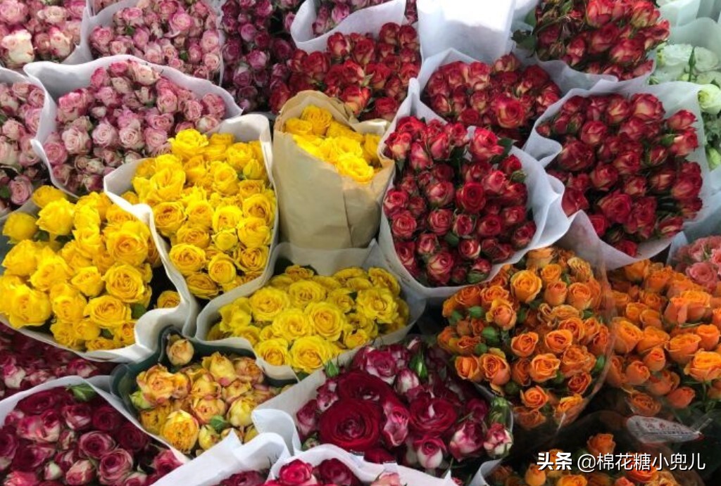 北京大型绿植花卉市场(北京最大的花卉绿植批发市场在哪)