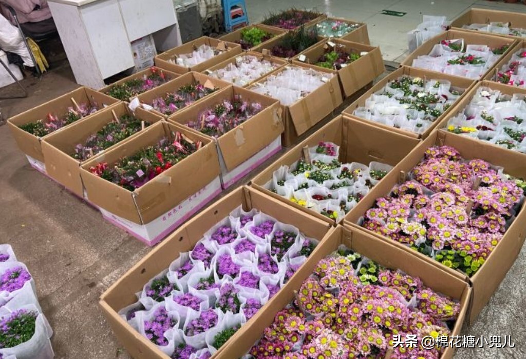 北京大型绿植花卉市场(北京最大的花卉绿植批发市场在哪)