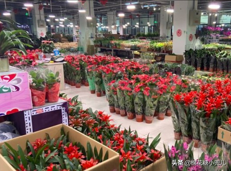 北京大型绿植花卉市场(北京最大的花卉绿植批发市场在哪)