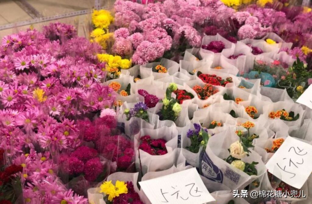 北京大型绿植花卉市场(北京最大的花卉绿植批发市场在哪)