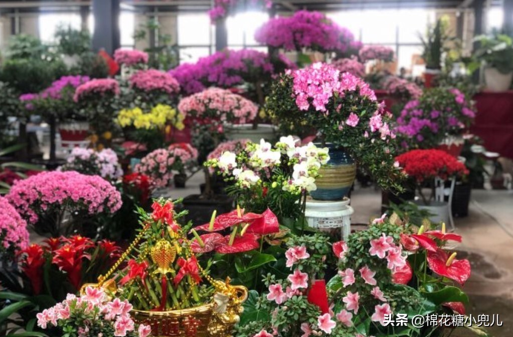 北京大型绿植花卉市场(北京最大的花卉绿植批发市场在哪)