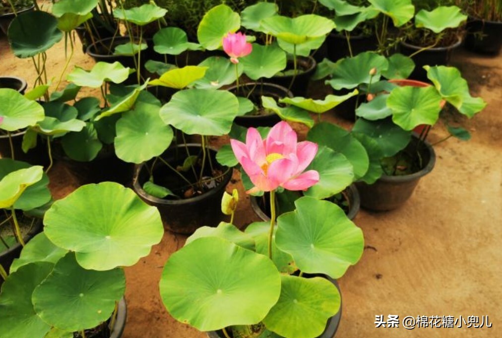 北京大型绿植花卉市场(北京最大的花卉绿植批发市场在哪)