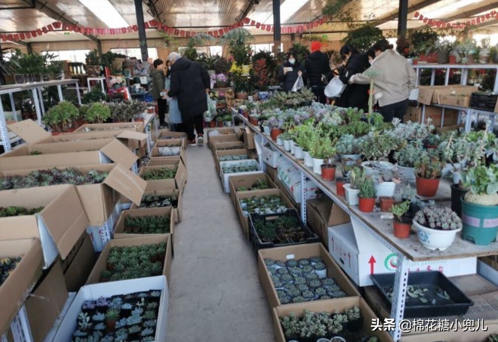 北京大型绿植花卉市场(北京最大的花卉绿植批发市场在哪)