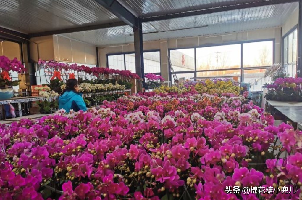 北京大型绿植花卉市场(北京最大的花卉绿植批发市场在哪)