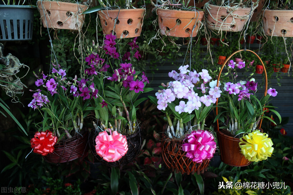 北京大型绿植花卉市场(北京最大的花卉绿植批发市场在哪)