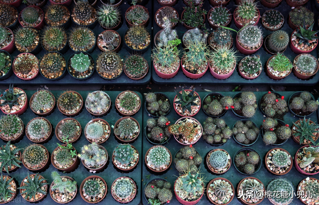 北京大型绿植花卉市场(北京最大的花卉绿植批发市场在哪)