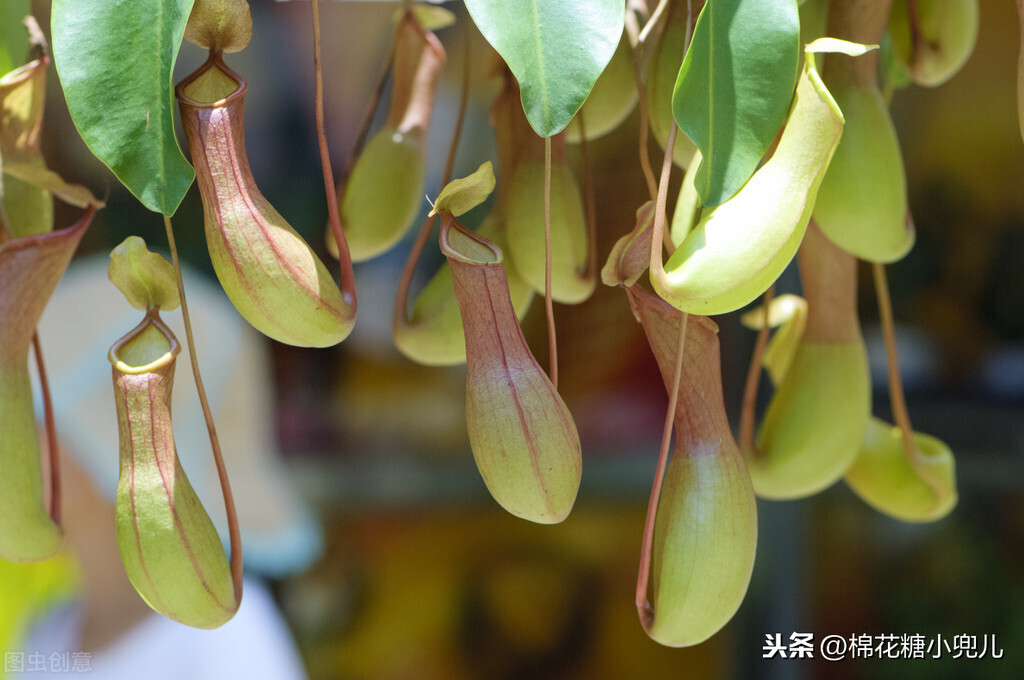 北京大型绿植花卉市场(北京最大的花卉绿植批发市场在哪)