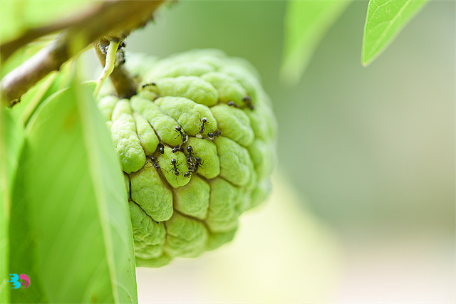 番荔枝怎么吃_番荔枝的食用方法及挑选