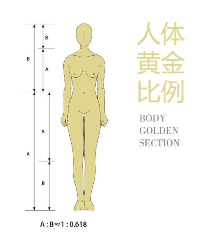 女生体型对照表生有哪几种体型(女人的体型怎样才算好体型)