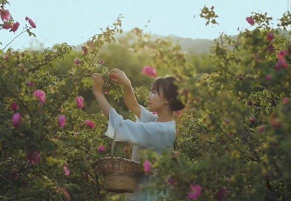 李子柒取景地在哪李子柒拍摄地是她家吗院子全景图...