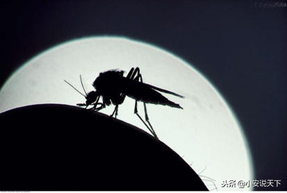 蚊子最怕什么气味_蚊子最怕的气味介绍