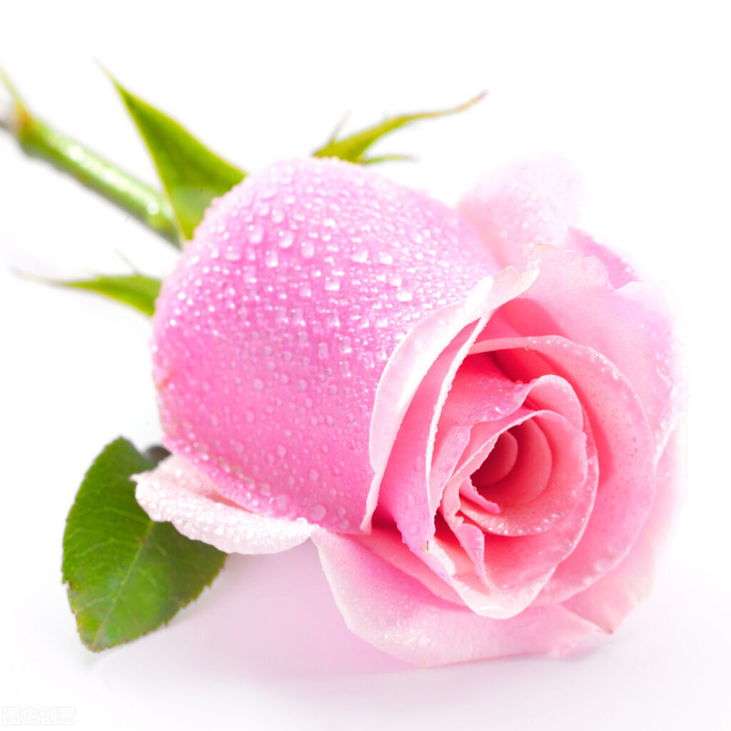粉红色玫瑰代表什么_粉红色玫瑰代表的寓意
