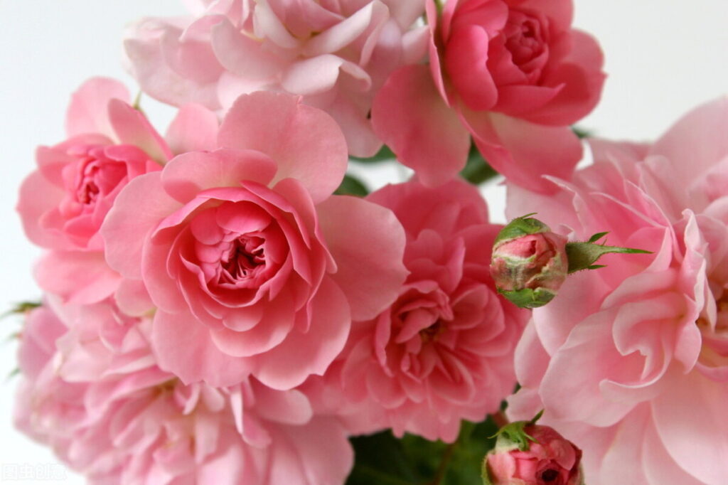 粉色玫瑰代表什么_粉色玫瑰的花语和养护
