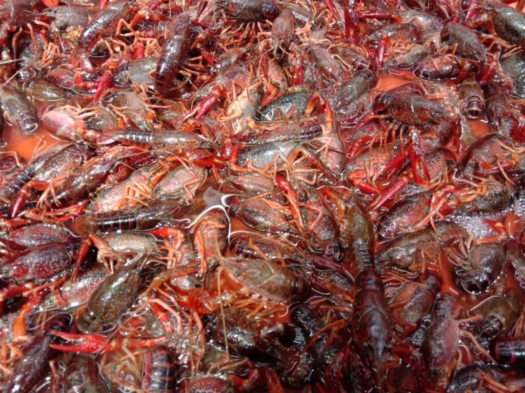 养龙虾每亩利润(养殖龙虾一亩地一年大约有多少利润)