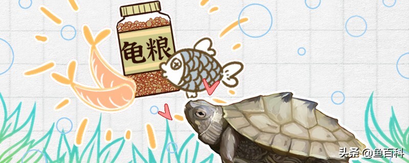 如何喂养地图龟_地图龟的饮食介绍