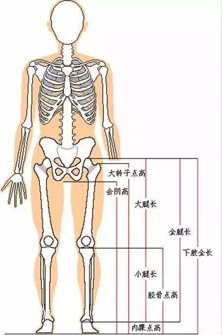 腿长怎么量 _腿长的测量方法