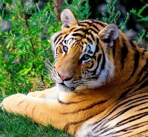 梦见老虎是什么意思_梦见老虎的征兆