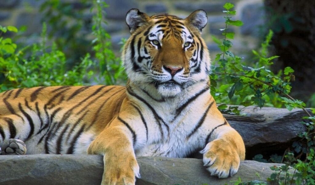 梦见老虎是什么意思_梦见老虎的征兆