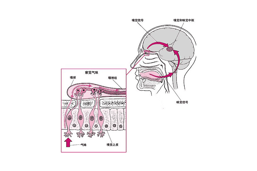 嗷嗷待哺什么意思_嗷嗷待哺的寓意