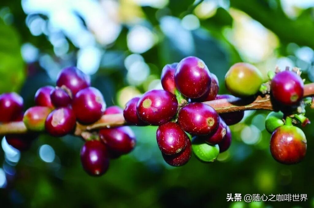 咖啡的故乡是哪里_咖啡的故乡和生产