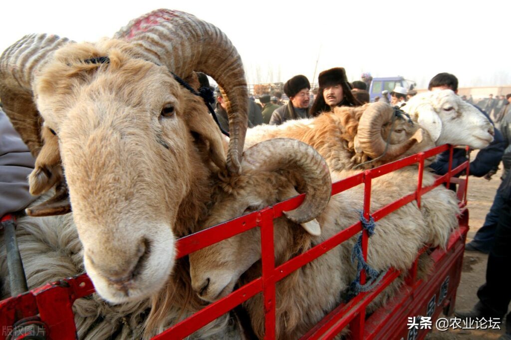 古尔邦节是哪个民族的节日_古尔邦节的习俗介绍