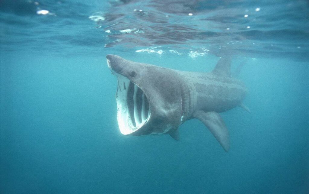姥鲨是什么_姥鲨的外形特征