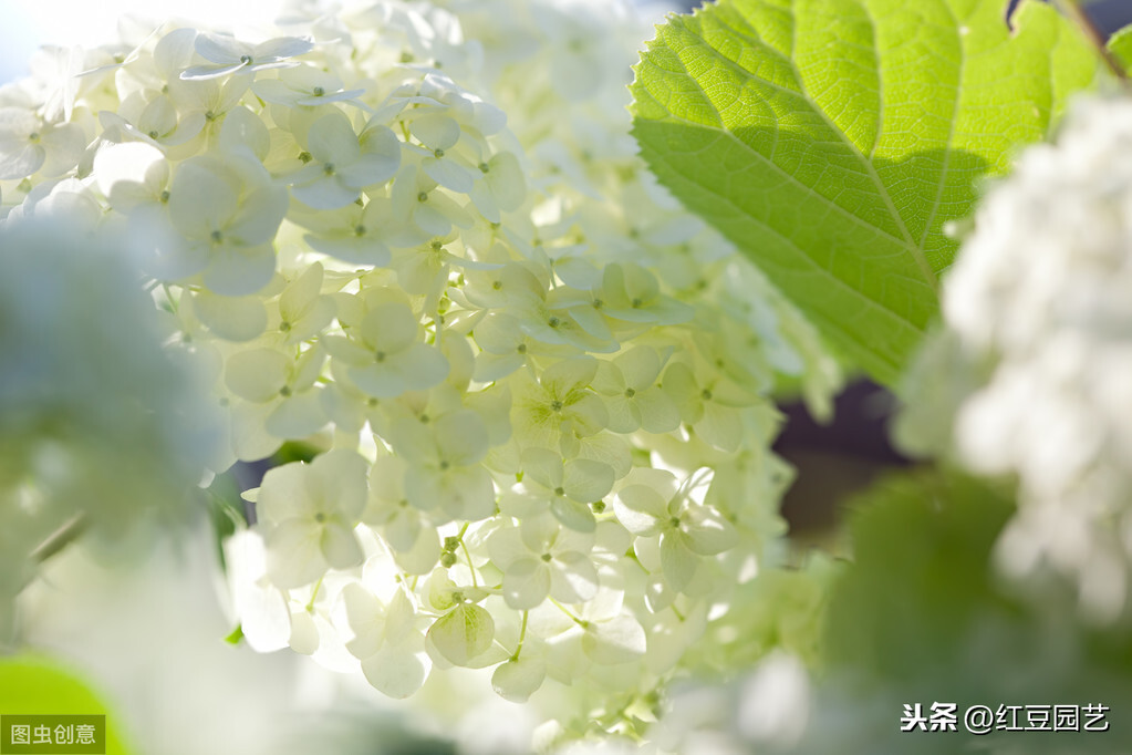 绣球花代表什么_绣球花代表的寓意