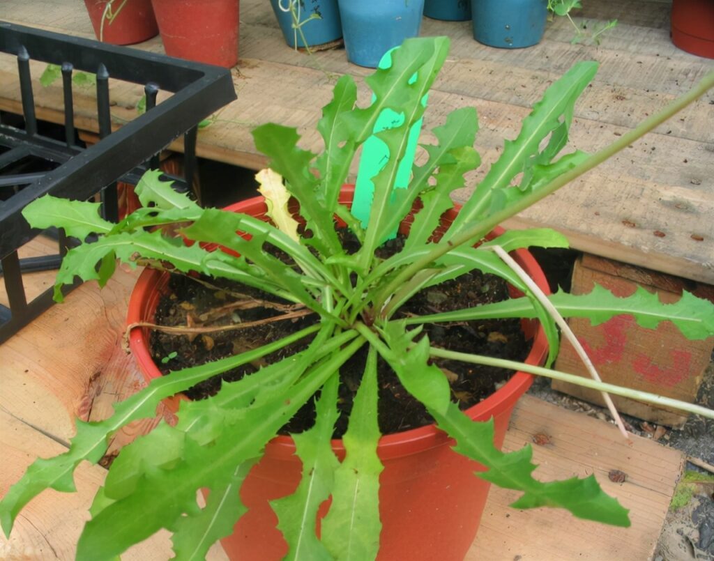 婆婆丁是什么植物_婆婆丁的特征和作用