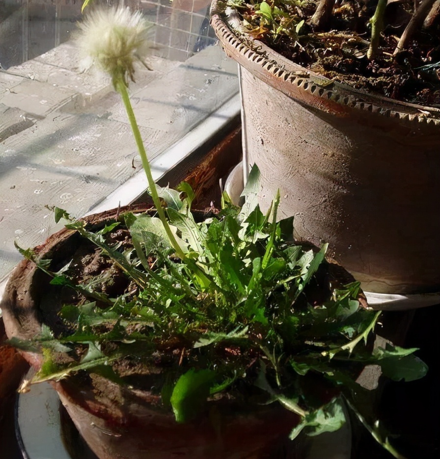 婆婆丁是什么植物_婆婆丁的特征和作用