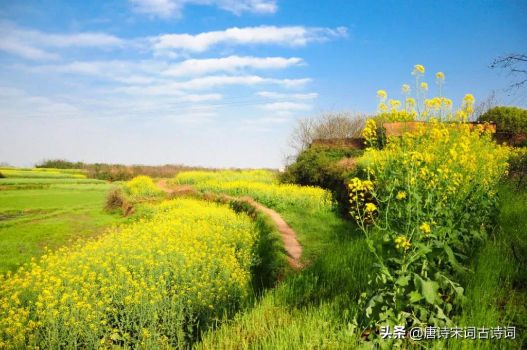 陌上花开什么意思_陌上花开的真实含义