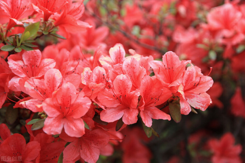 花中西施是哪种花_花中西施代表的寓意