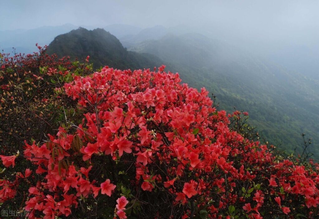 花中西施是哪种花_花中西施代表的寓意