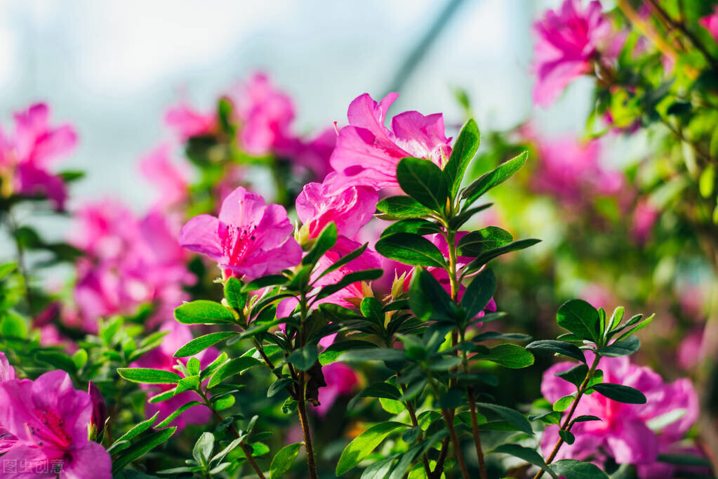 花中西施是哪种花_花中西施代表的寓意