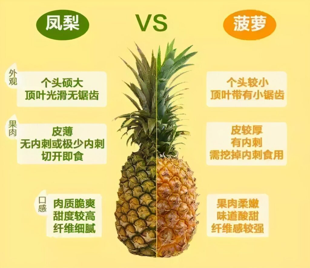 凤梨是什么_凤梨和波罗的区别