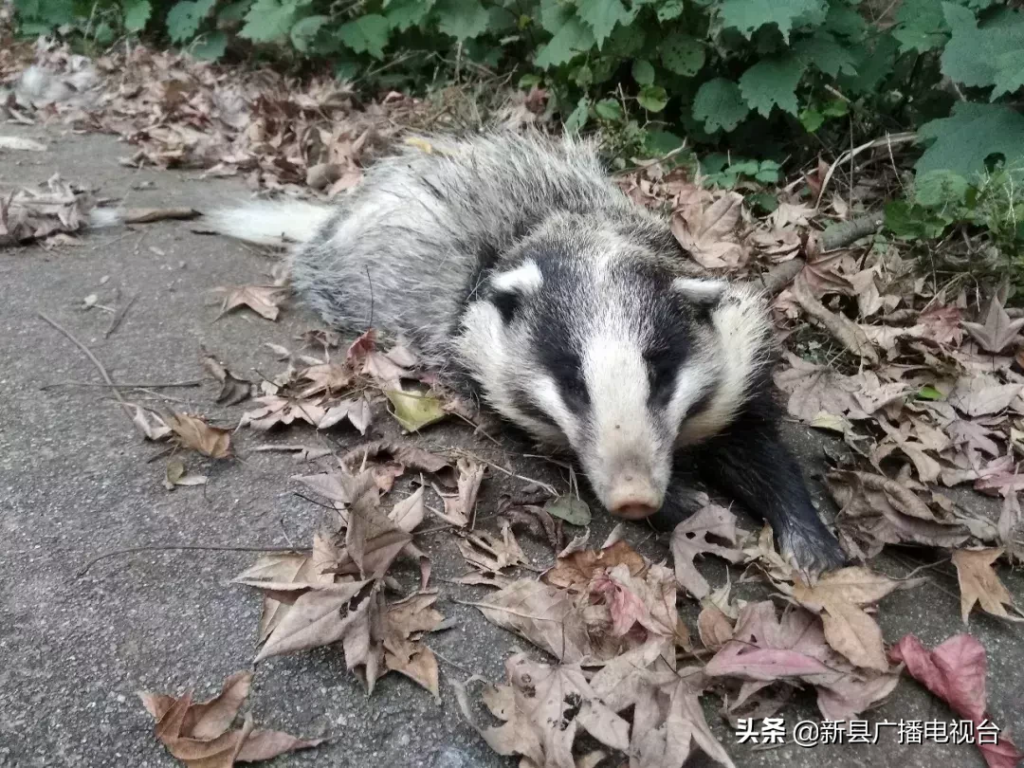 猪獾是什么_猪獾的特征介绍