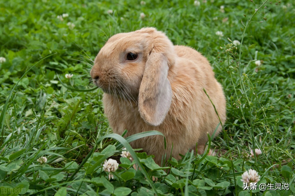 兔子为什么不吃窝边草 _兔子不吃窝边草的说法