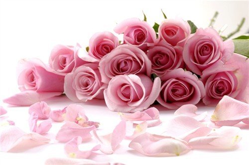 粉玫瑰代表什么意思_粉玫瑰代表的寓意