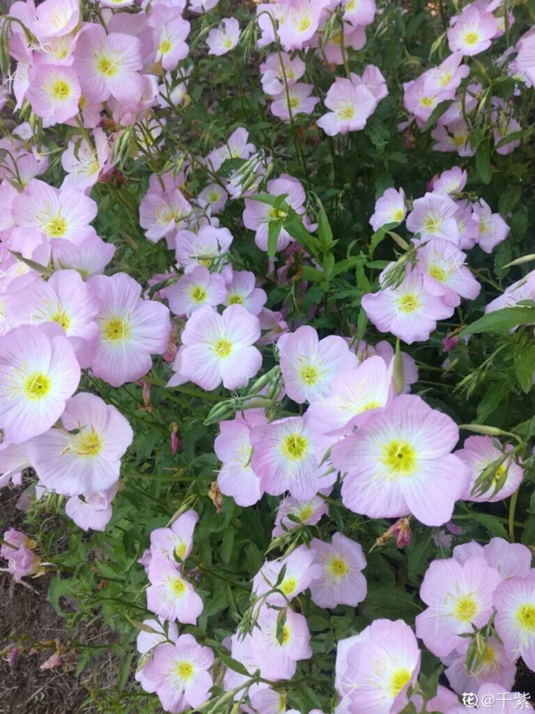 夏天有什么花 _夏季的花卉介绍大全