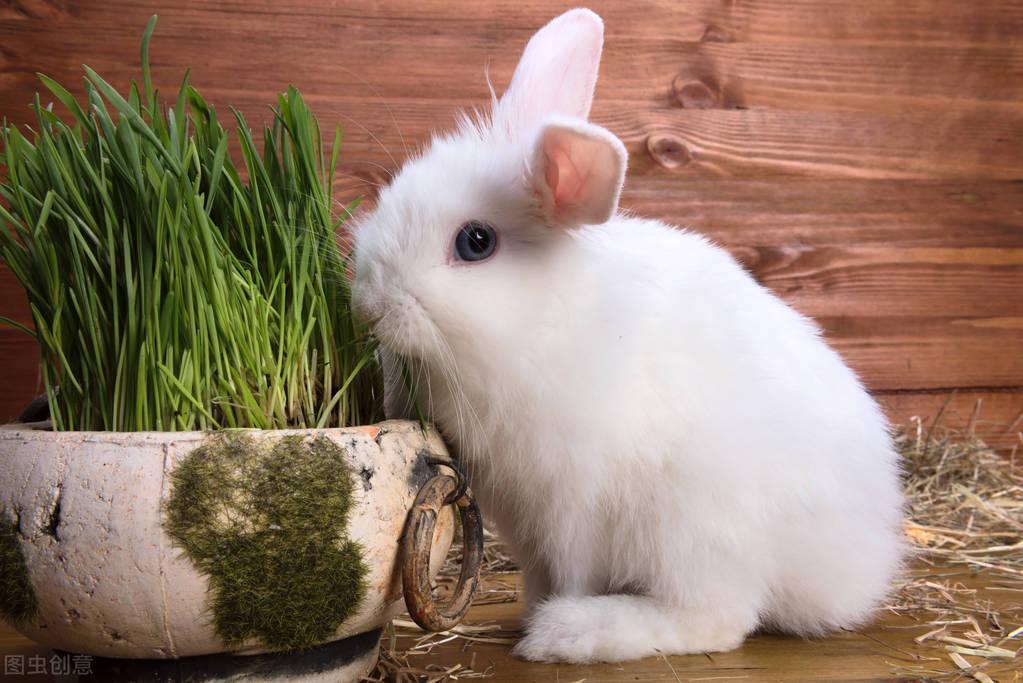 宠物兔吃什么_宠物兔的饮食要求