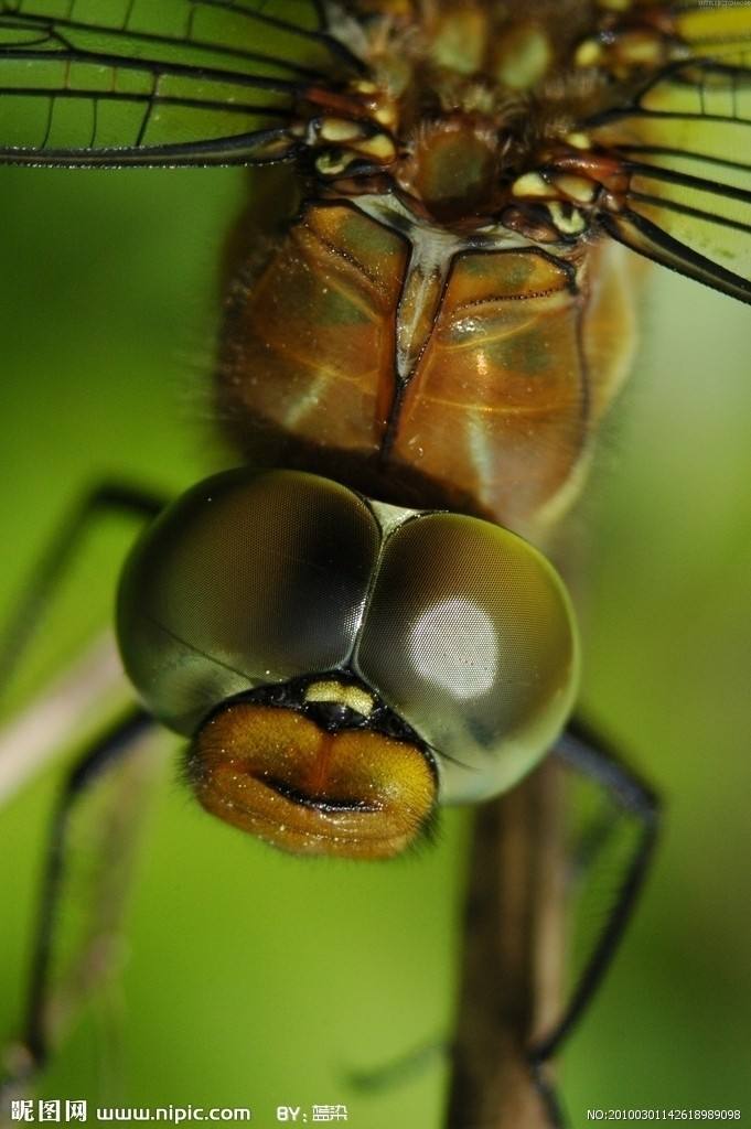 蜻蜓吃什么_蜻蜓的特征及生长习性